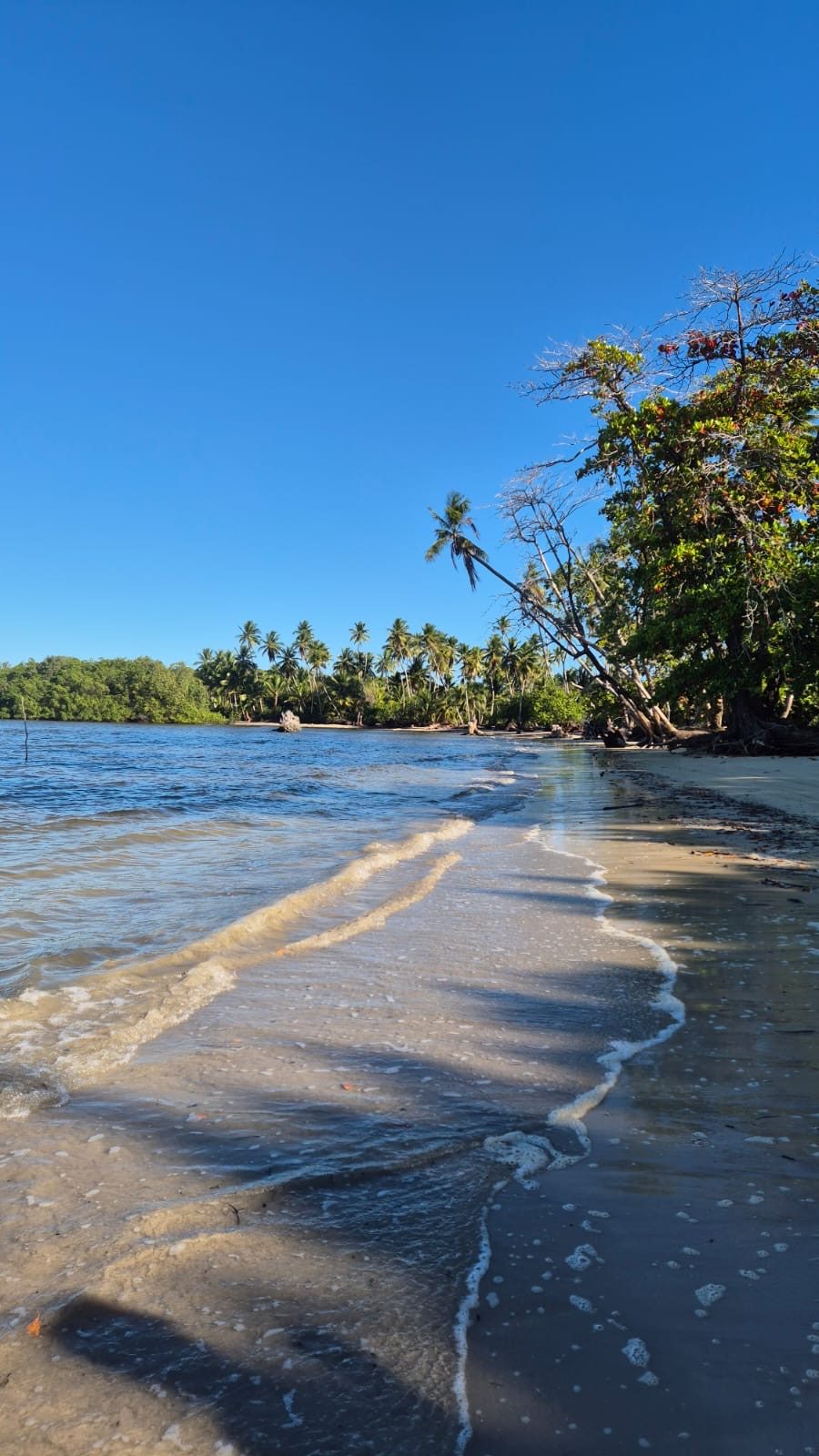 Praia de areia branca com coqueiros e mar turquesa
